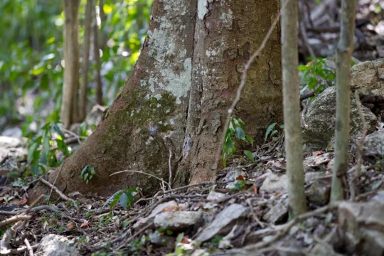 Property Profile: Transformation of a creek, Tallebudgera Valley