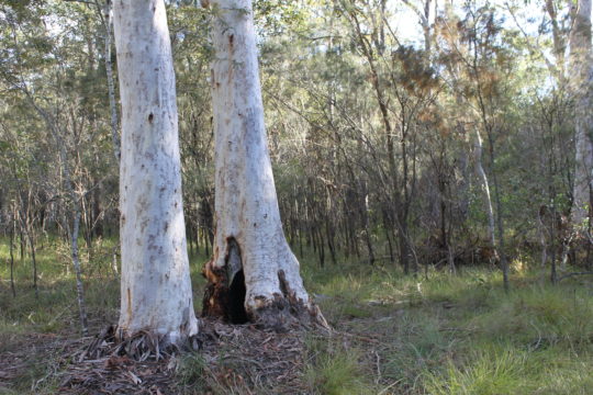 Property Profile: Remnant Scribbly Gum forests in Brisbane, Gumdale