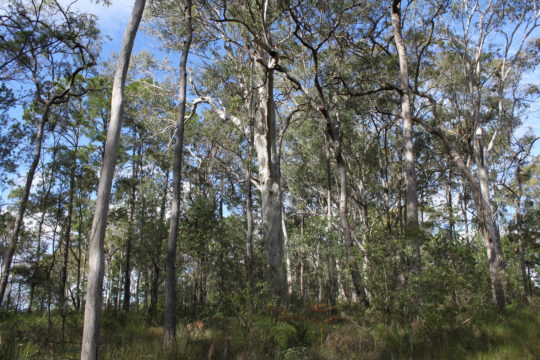 Koalas eating clay and navigating fences, Mt Cotton