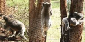 koala-about-to-climb