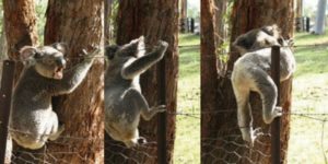 koala-climbing