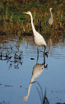 ensen Swamp Wildlife