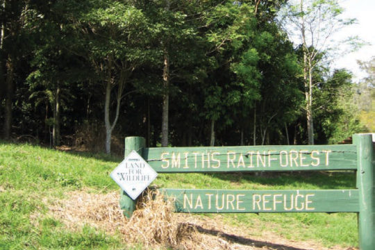 Smith’s Rainforest Nature Refuge, Upper Brookfield
