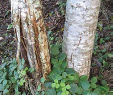 Wild Deer Ringbark