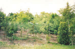 Smiths Lane Revegetation Area 