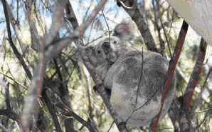 Koala Resting
