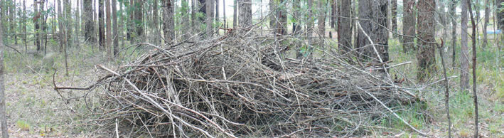 Big Pile of Dead Lantana