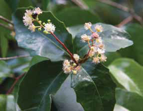 land-for-wildlife-restoring-brisbane-rustic