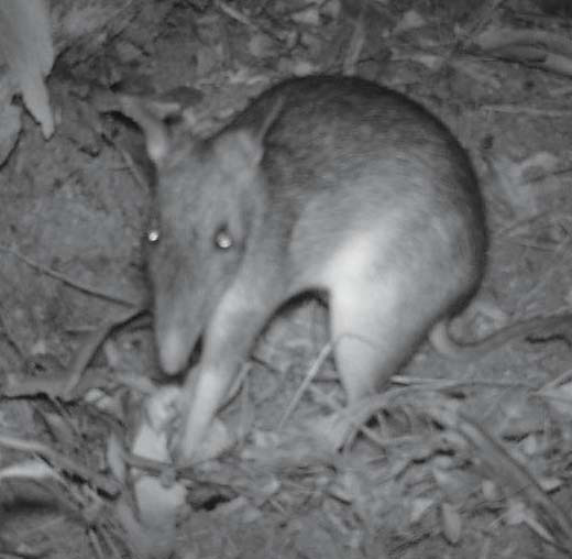 long-nosed-bandicoot