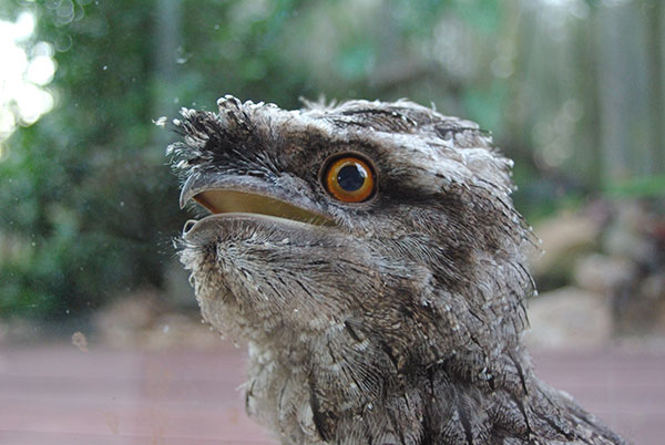 A fledgling Tawny Frogmouth