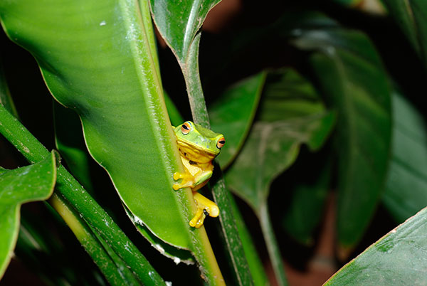 The magnificent Graceful Treefrog