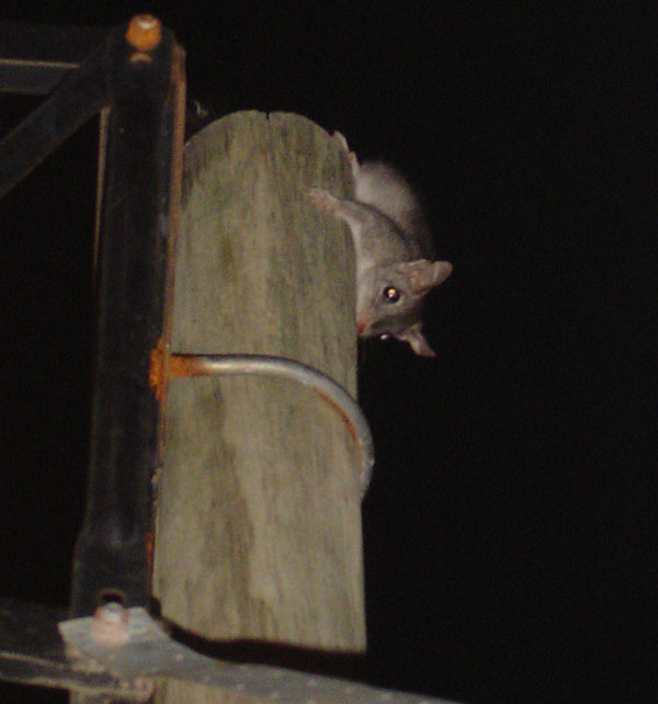 A Brush-tailed Phascogale