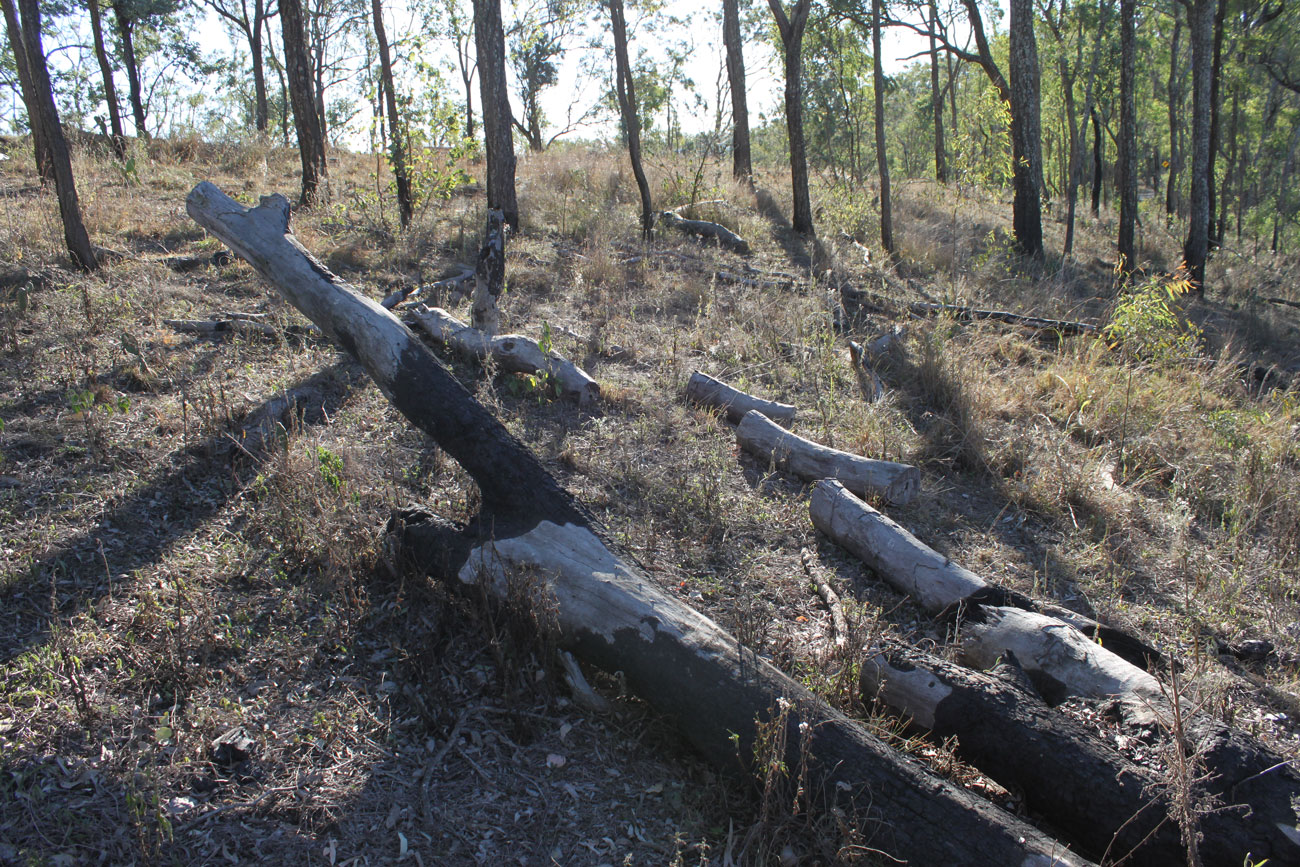 Messy Bushland