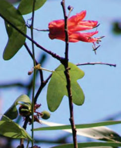 ative passionfruit vine (Passiflora aurantia var aurantia)