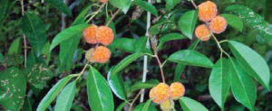 Orange Fruit Cockspur