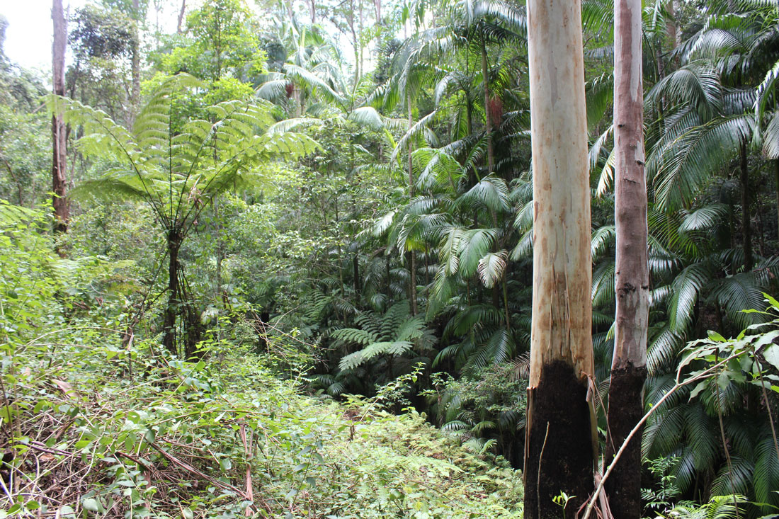 a lantana infested gully 