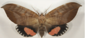 pink-underwing-moth