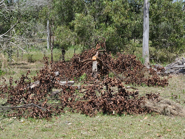 Two Cadaghi trees have been removed which keeps the native bees happy.