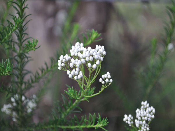 The Platysace Ericoides Wildflower