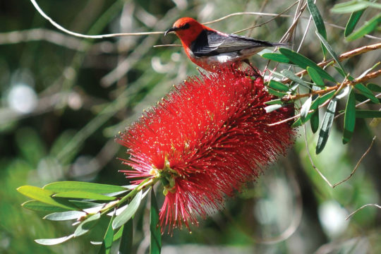 Property Profile: Nature At Its Best, South Maclean