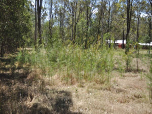 Casuarina regrowth