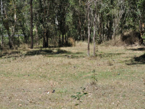 native vegetation at the front of the property