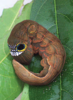 Pink Underwing Moth Cocoon