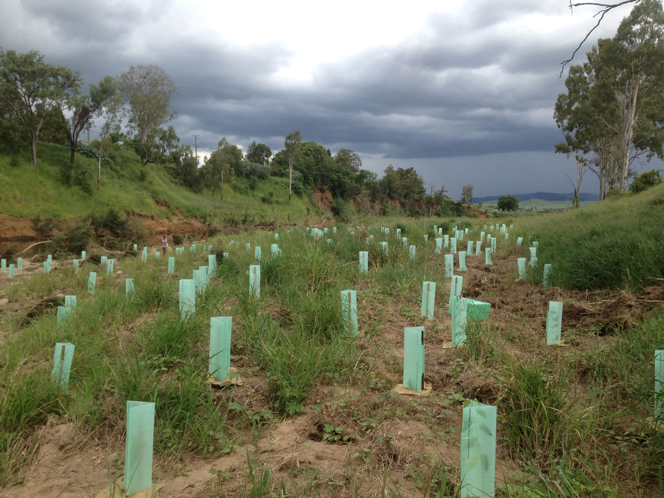 Bushland Restoration