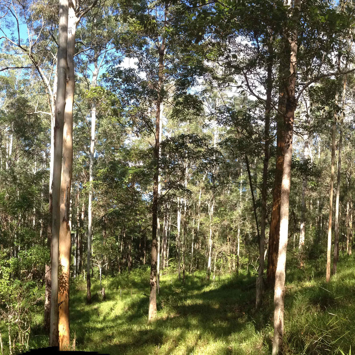 Sunshine Coast Hinterland