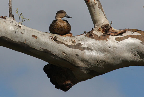 A male Grey Teal 