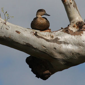 A male Grey Teal