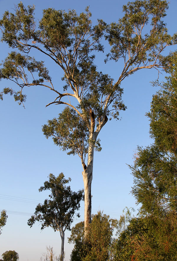 centenarian Queensland Blue Gum