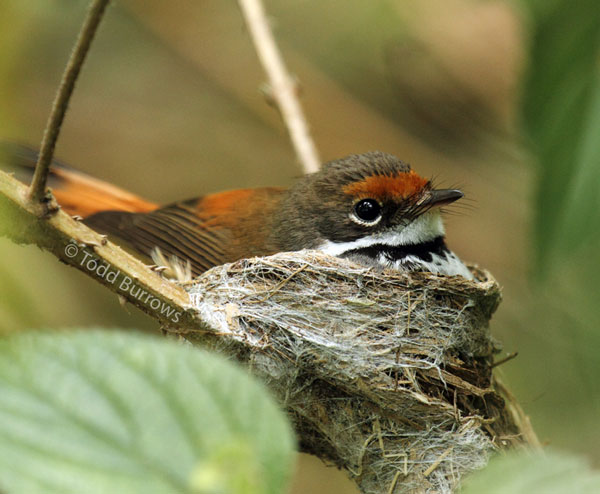 Rufous Fantail