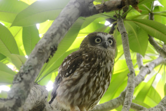 Owls on the Outside, Geckos on the Inside