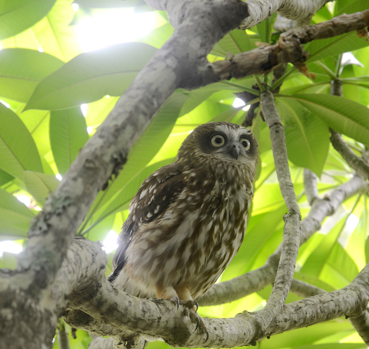 Southern Boobook Owl