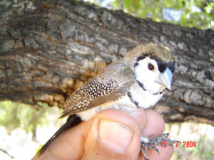 Doublebarred Finch