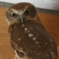 Boobook Owl