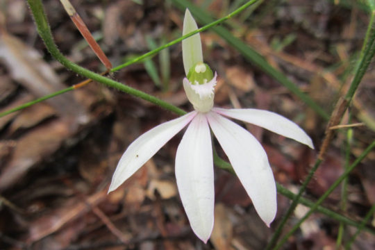 Winter Orchids