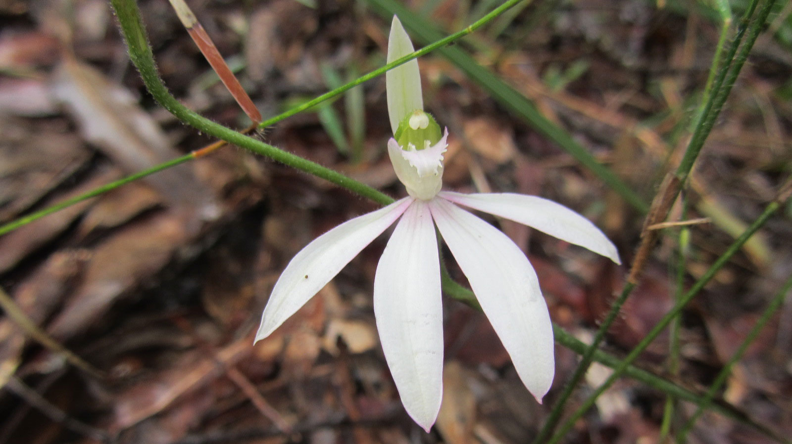 White Fingers in flower