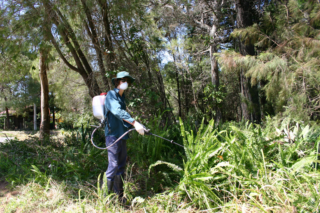 A local weed contractor, William Barker, spraying Fishbone Fern