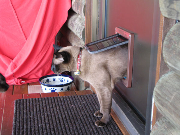 Catmax secure outdoor enclosure