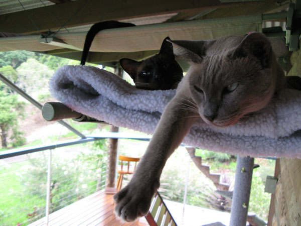 Cas lying around on high hammocks