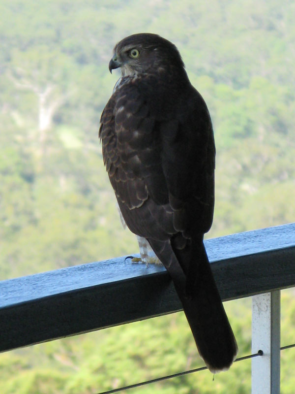 Collared Sparrowhawk perched on verandah railing 
