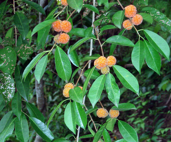 The orange fruit of Cockspur.