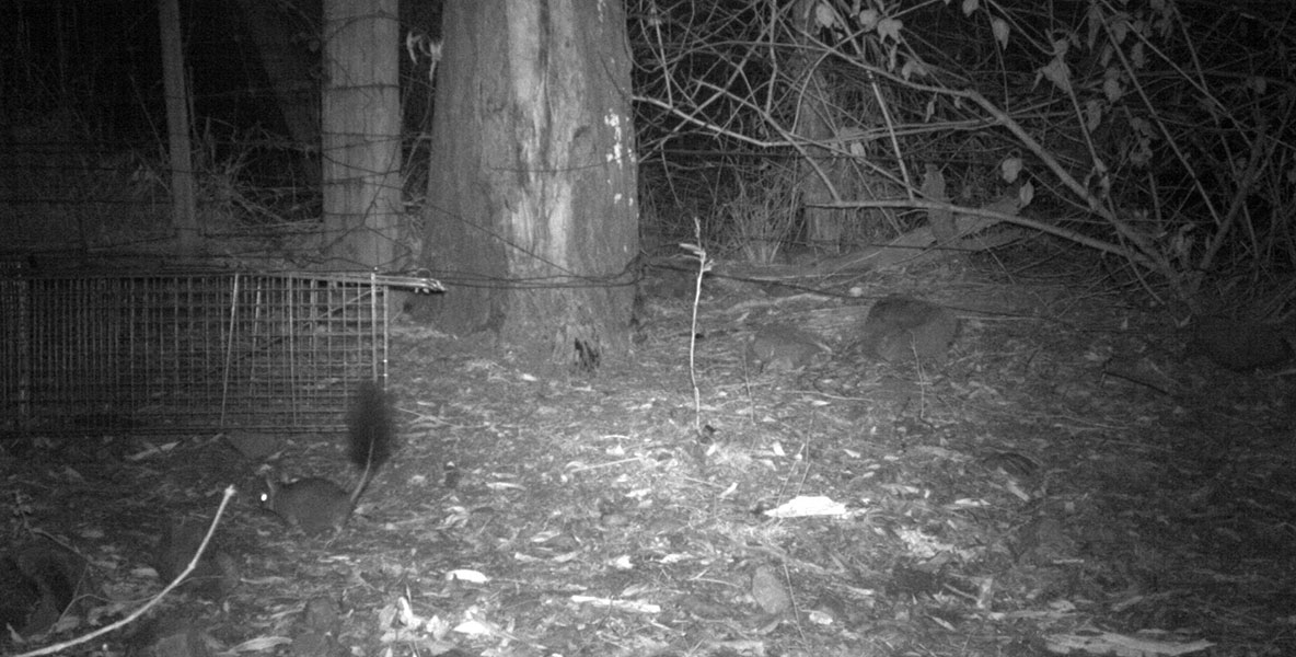 A Brush-tailed Phascogale