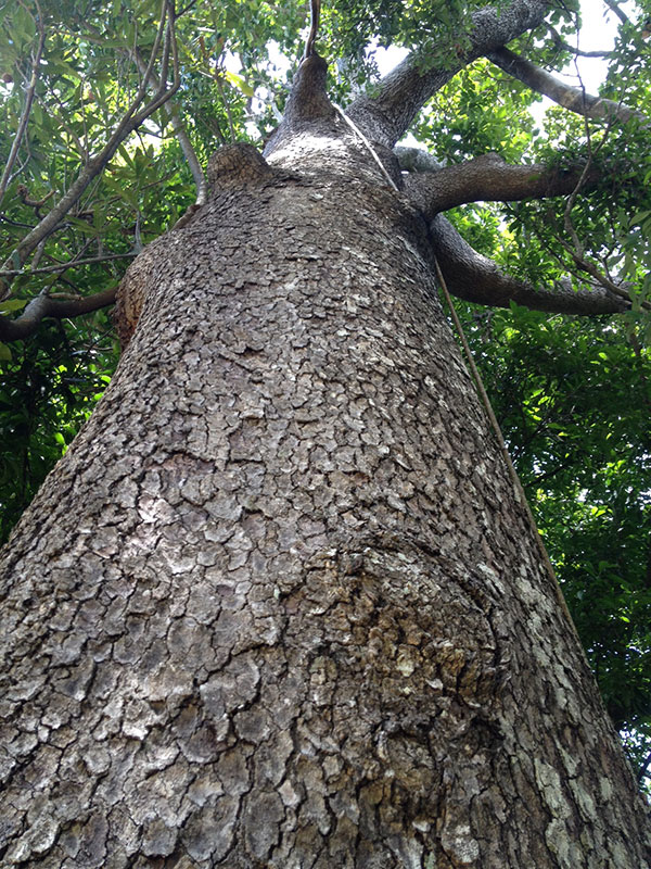 White Beech Tree