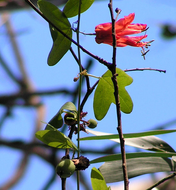 active passionfruit vine (Passiflora aurantia var aurantia)