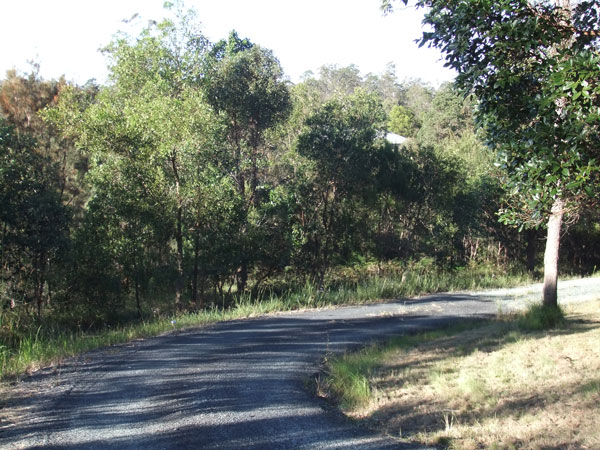 Moreton Bay Property in 2007 showing the amount of dense natural regeneration that has occurred. 
