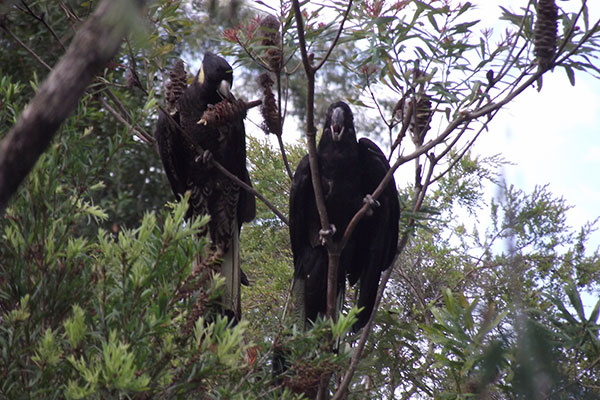 Two Yellow-tailed Black Cockatoos feeding on the Banksia Oblongifolia trees