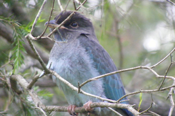 A Young Dollarbird